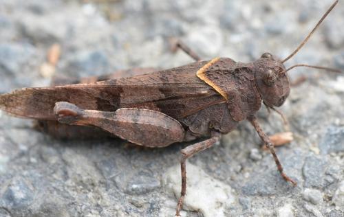 Oedipoda caerulescens caerulescens